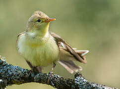 Melodious Warbler