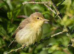 Melodious Warbler