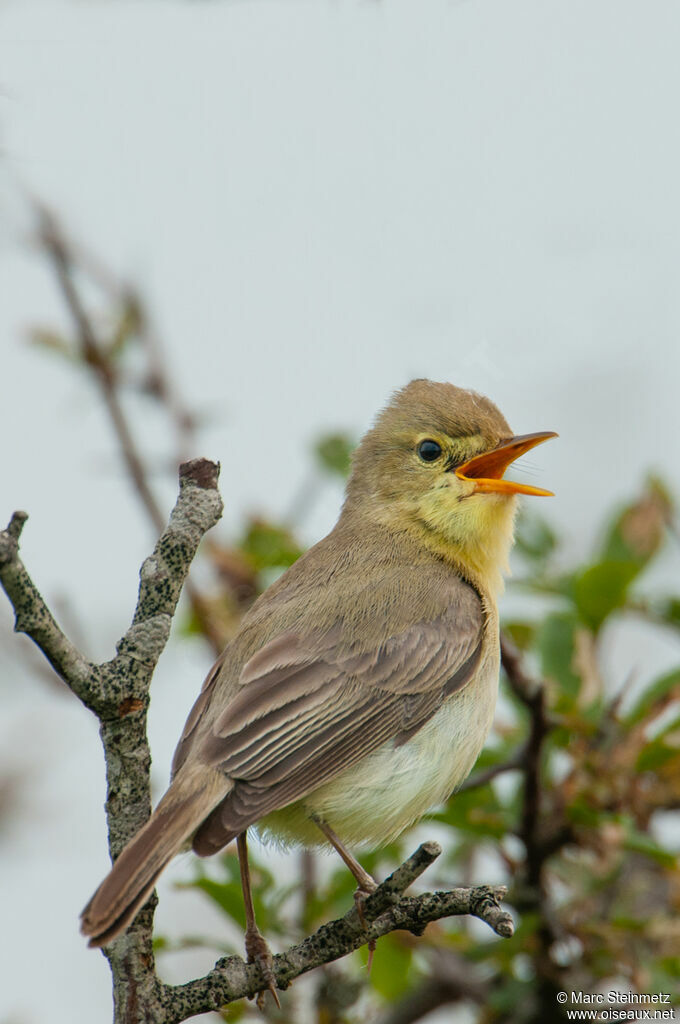 Melodious Warbler