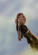 Common Potoo