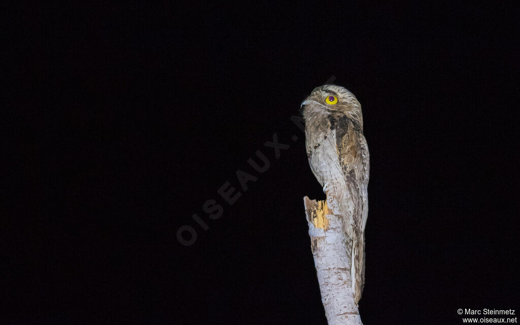 Common Potoo