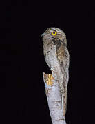 Common Potoo