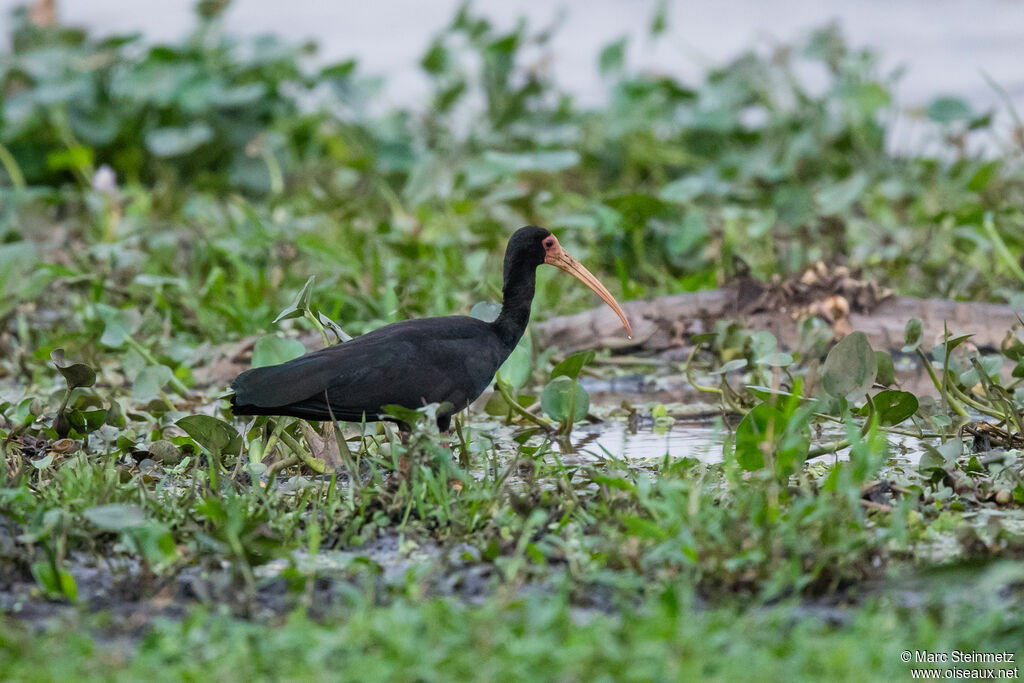 Ibis à face nue