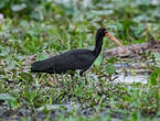 Ibis à face nue