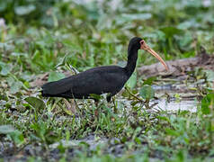 Bare-faced Ibis