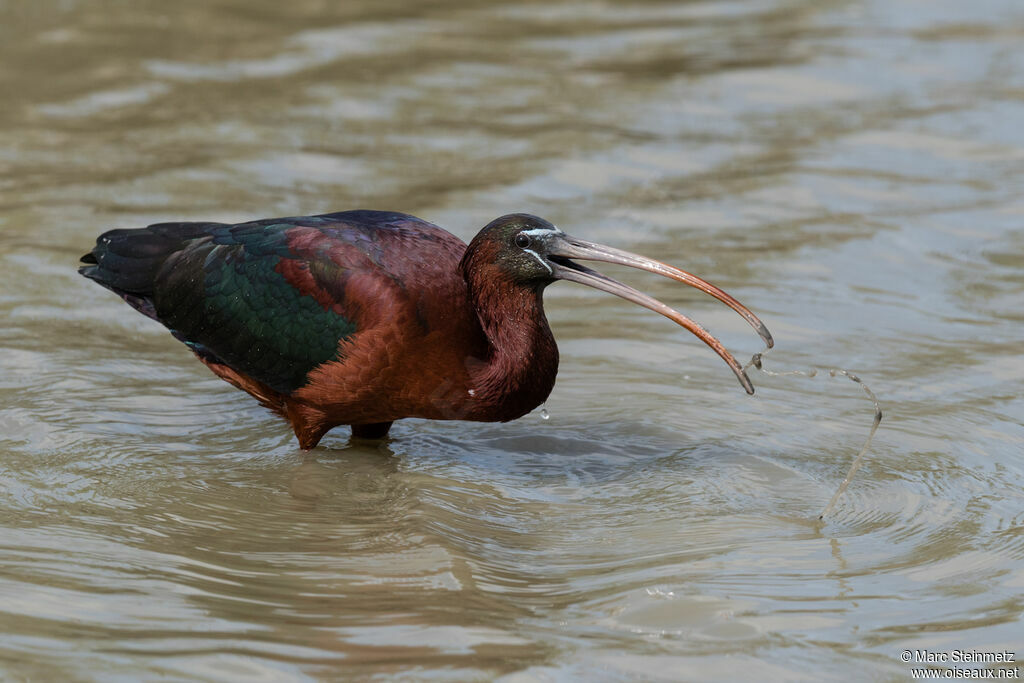 Ibis falcinelle