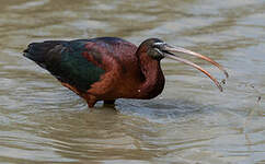 Ibis falcinelle