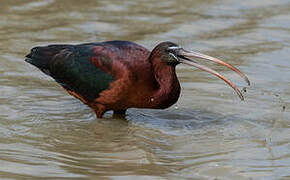 Glossy Ibis