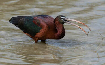 Ibis falcinelle