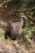 Hadada Ibis