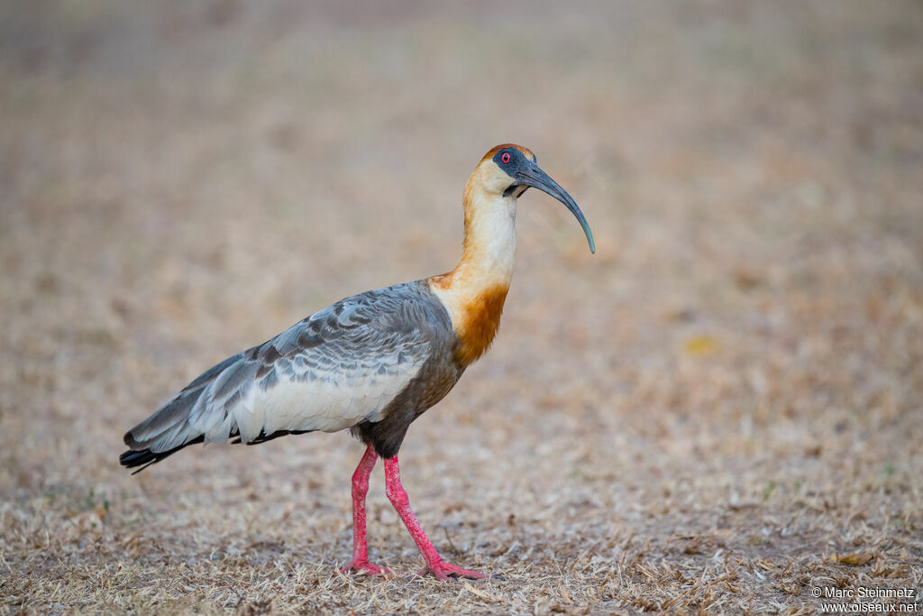 Buff-necked Ibis