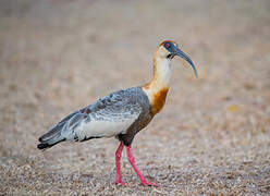 Buff-necked Ibis