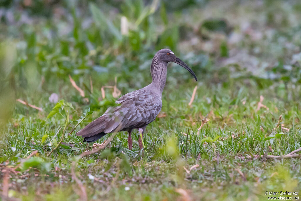 Ibis plombé