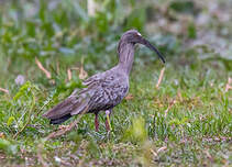 Ibis plombé