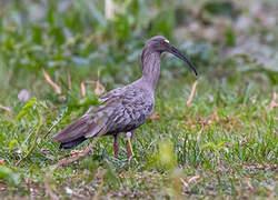 Plumbeous Ibis