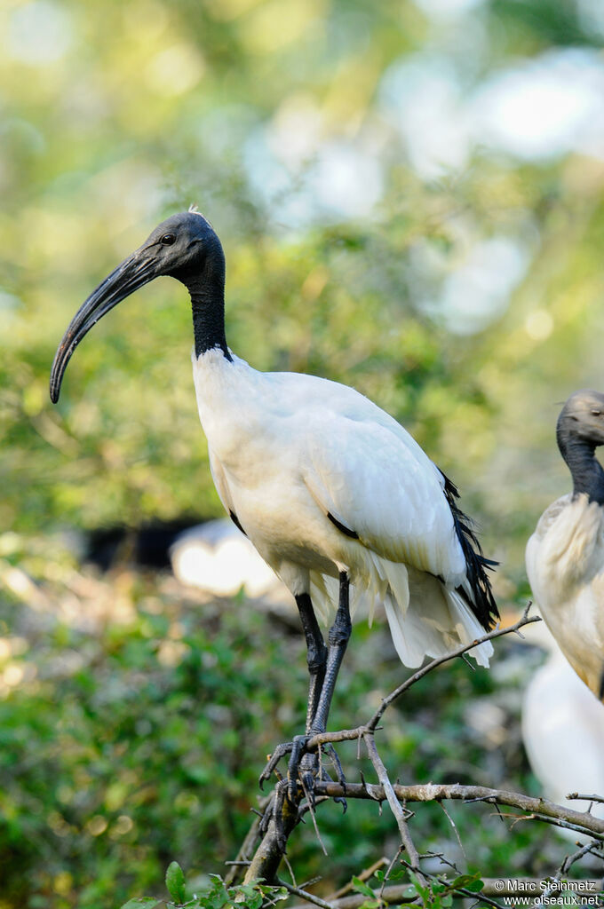 African Sacred Ibis