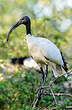 Ibis sacré