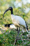 African Sacred Ibis