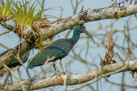 Green Ibis