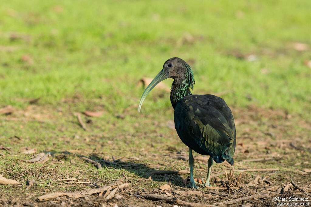 Green Ibis