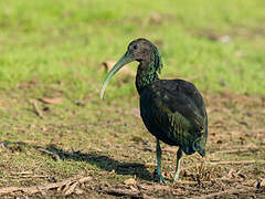 Green Ibis