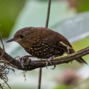 Anabasitte Tachetée Premnoplex Brunnescens