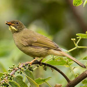 Bulbul à moustaches jaunes