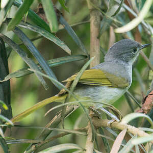 Bulbul à stries jaunes