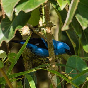 Calliste bleu et noir