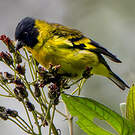 Chardonneret de Magellan