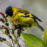 Chardonneret de Magellan