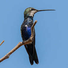 Colibri d'Angèle