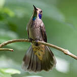 Colibri de Delphine