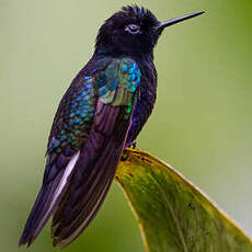 Colibri de Jardine