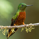 Colibri de Matthews