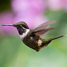 Colibri de Mitchell