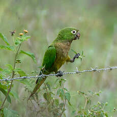 Conure naine