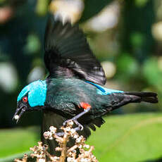 Dacnis à cuisses rouges