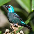 Scarlet-thighed Dacnis