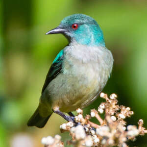 Dacnis à cuisses rouges