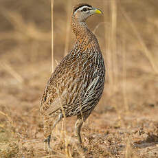 Francolin à double éperon