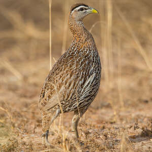 Francolin à double éperon