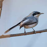 Gobemoucheron masqué