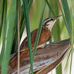 Grimpar à bec étroit