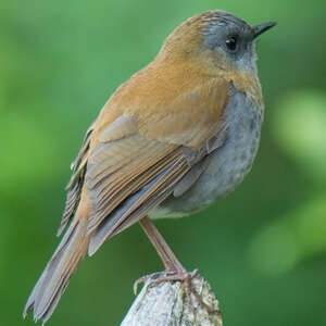 Black-billed nightingale-thrush - Wikiwand