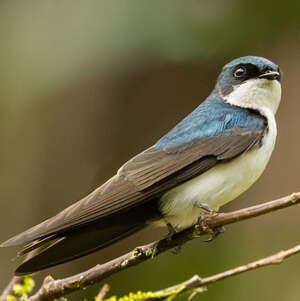 Hirondelle bleu et blanc