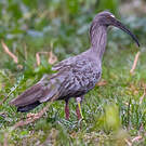 Ibis plombé