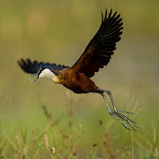 Jacana à poitrine dorée