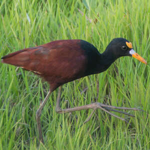 Jacana du Mexique