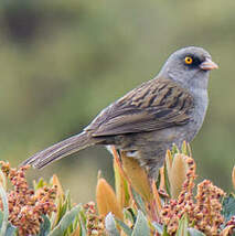 Junco des volcans